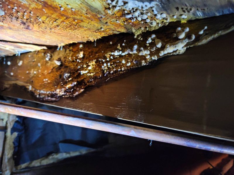 Basement Mold Remediation in Fort Worth, TX