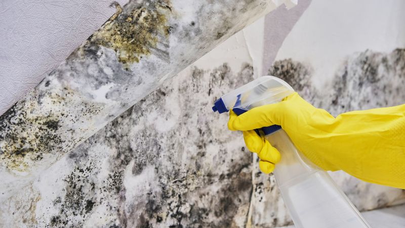Mold Control in Fort Worth, TX