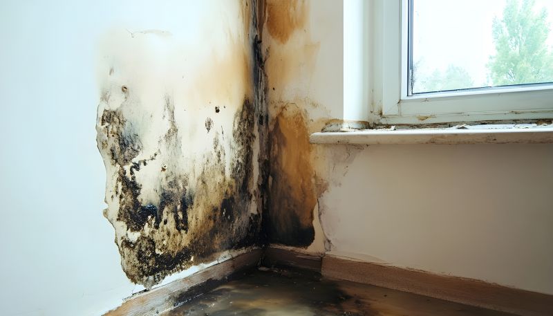 Basement Mold Remediation in Boca Raton, FL