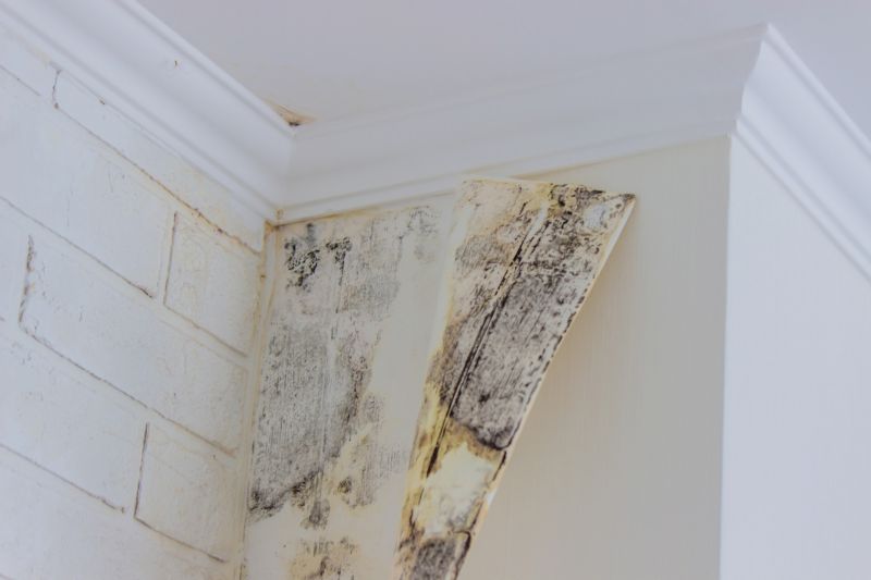 Mold Cleanup Service in Dallas, TX