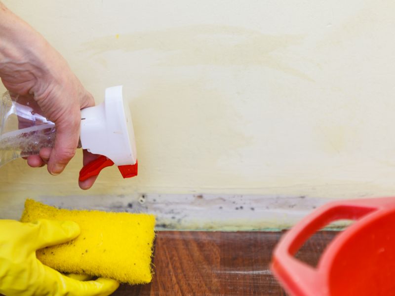 Mold Cleanup Service in Dallas, TX