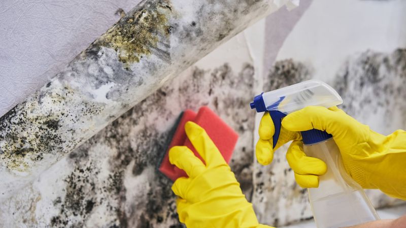 Mold Control in Essex County, NJ