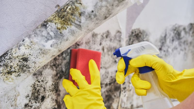 White Mold Mitigation in West Palm Beach, FL